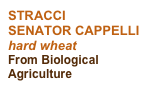 STRACCI
SENATOR CAPPELLI
hard wheat
From Biological Agriculture